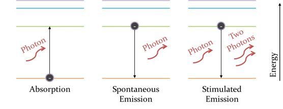 In Absorption, a photon of light comes in and is absorbed by the electron. The electron moves further from the nucleus, increasing in energy. In Spontaneous Emission, an excited electron decides it doesn't want so much energy, so releases a photon and drops back down to a lower energy orbit. In Stimulated Emission, a photon with energy equal to the separation of the two energy orbits stimulates the electron to emit a photon and drop down.